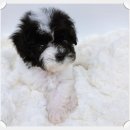 야옹아 멍멍해봐 아산점 이미지