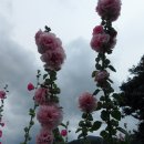 분홍겹접씨꽃 10분 나눔합니다 이미지