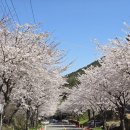 거제 대금산 진달래 산행 4 이미지