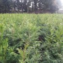 토산농장 이미지