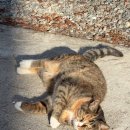 홍천펜션&글램핑캠프별이빛나는밤 이미지