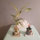 더 세화 리투스 이미지