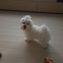 벼리 이미지