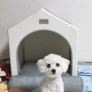 올데이펫 이미지