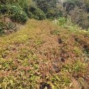 더덕농장 이미지