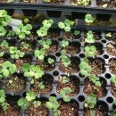 야로우체국 이미지