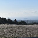 제주의 제주마 이미지