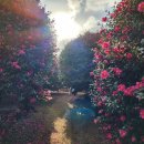 쌍둥농장 | 쌍둥이 돌아기 제주 여행 (이유식, 스냅, 감귤밭)