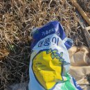 풍년농약사 | 베이비부부 주말농장 텃밭갈기, 텃밭비닐씌우기, 완두콩심기, 씨감자심기