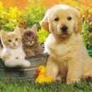 그린동물병원 이미지