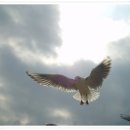 부산갈메기 이미지