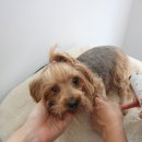 댕댕마실 이미지