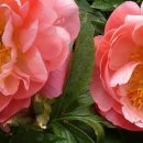 코랄(coral)