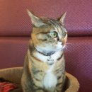 원두볶는 고양이 이미지