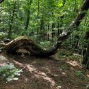 사봉삼거리 이미지