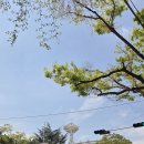 11650-17-95-6 | 사직야구장 혼직! 롯데자이언츠 vs SSG 레드데이 바람막이, 3루 내야필드석 후기 그리고 6