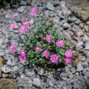 로고스교회 이미지