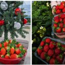 생명농장 | 생생정보 교통카드면 충분해 남양주 여행 딸기농장 체험 생명딸기농장(+위치 딸기따기체험 예약 바로가기)