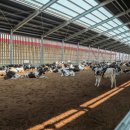 선진목장 이미지