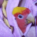 새은평동물의료센터 이미지