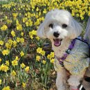 강아지와 산책 | 강아지와 산책하기 좋은 푸른수목원 (서울/부천)