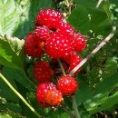 약초보감(민간개방화장실) | 산딸기(복분자 覆盆子) 효능