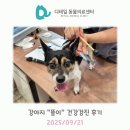 시그널동물병원 | 철산 동물병원) 강아지 &#34;똘이&#34; 건강검진 후기 (심부전, 쿠싱)