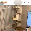 모든펫 캣폴 당근마켓에서 중고 구입한 후기