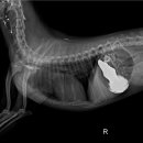 양구동물병원 이미지