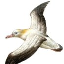 알바트로스(Albatrus)