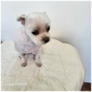 행복한애견미용실 이미지