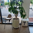 24 | 울산 남구 삼복국밥 ｜ 울산 삼산 24시간 국밥후기, 해장으로 굳