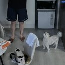 흥부동해식당 | [국내/강원도] 강아지랑 동해 여행