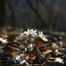 변산바람꽃,너도바람꽃,붉은대극 이미지