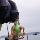 효자쭈꾸미 이미지