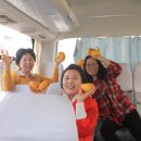 망고당