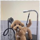 포블포블 이미지