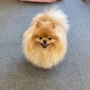 하이 꼬야 이미지