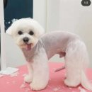 그루댕댕 이미지