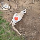 [브리즈번 신혼여행] 론파인 코알라 보호구역 방문 후기