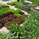 덕정농약종묘사 이미지