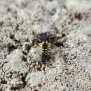 만연산생태숲공원 공중화장실 | 화순 여행 가볼만한곳 추천 수만리생태숲공원 한국의 알프스