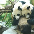 판다 이미지