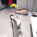 동탄동물병원 이미지