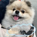 펫브릿지 김해점 | [김해 삼계동] 애견미용 추천 : 펫브릿지호텔 미용 유치원