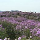 5월 1일 토요 당일, ♣황매산(1,113m) 철쭉 산행 신청방 이미지