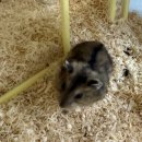 햄스터농장 이미지