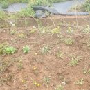 민들레집 이미지