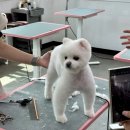 애견미용 이미지