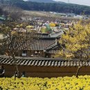 서산 유기방가옥 수선화와 태안 튜울립 축제 이미지